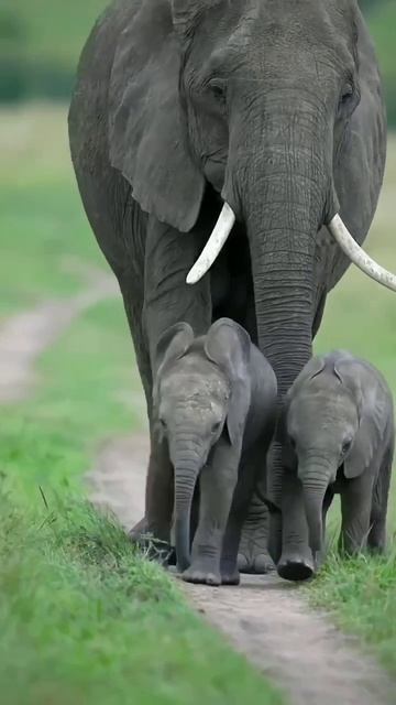В Национальном парке Абердаре в Кении случился праздник  слониха родила двойню
