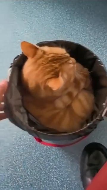 VID_20260417_161110_478.mp4