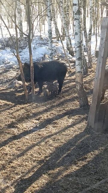 Охота на Кабана