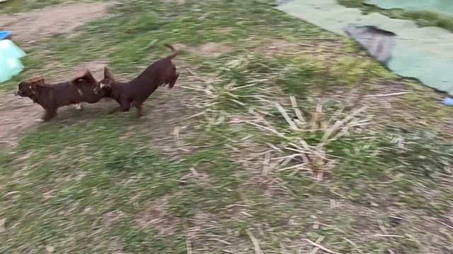 Барни #ЦЕНА 40 тр #купить_щенка_чихуахуа_продаю +79215950848 Буся нашла НОВЫЙ дом