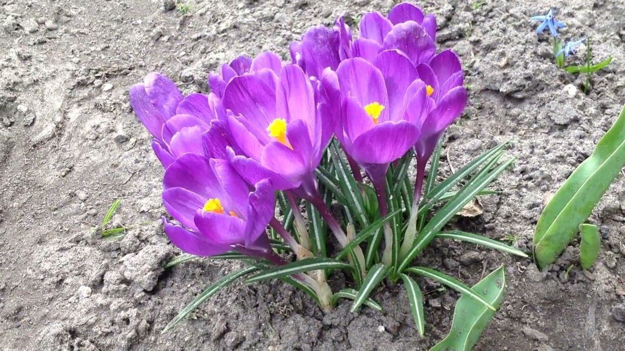 Весна Стихи А.Иванихин