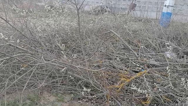 18.04.2026.Ляховский край.Уно-Моменто!257365. Губернаторский. Ляхово TиVи. Усадьба Парк Кинематогр