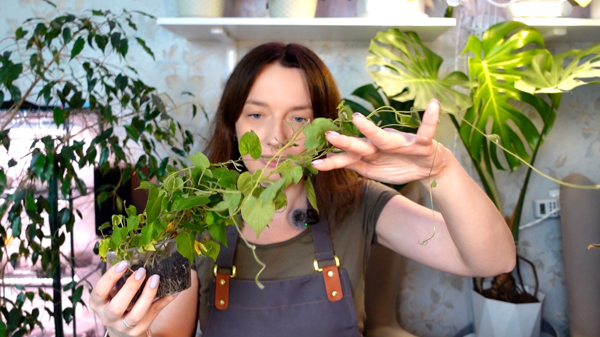 Цветочные работы. Будни с растениями. Рутина цветовода. Пересадки и переукоренения