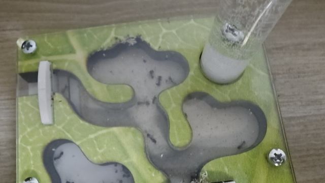 Жизнь муравьёв. 27 серия.