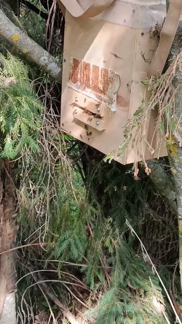 ловим бродячие рои