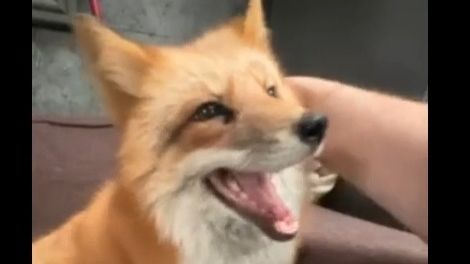 Лиса-Алиса. Улыбающаяся но кусающаяся