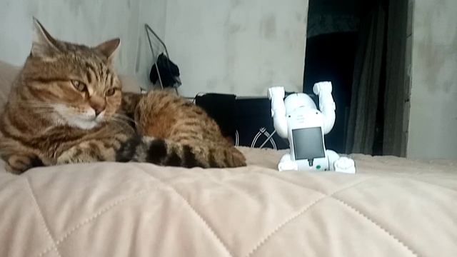 Тишка в шоке