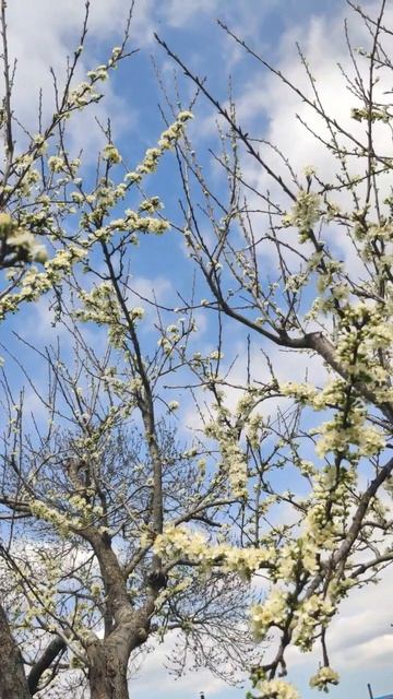 Белая слива