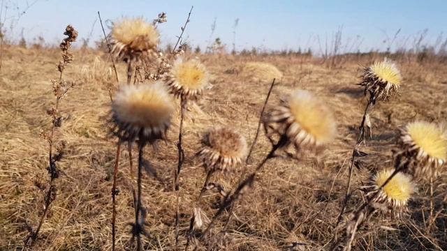 02 Апрель - Середина весны Футажи Природа