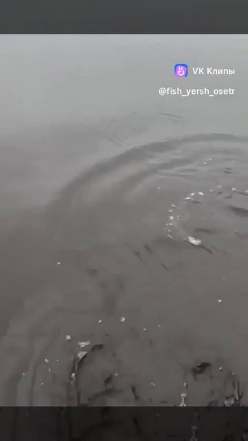 Пока думали что делать она и ушла!