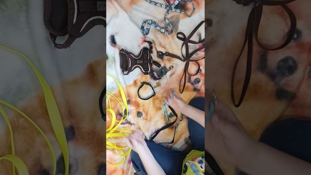 Что лучше для шпица поводок или шлейка?