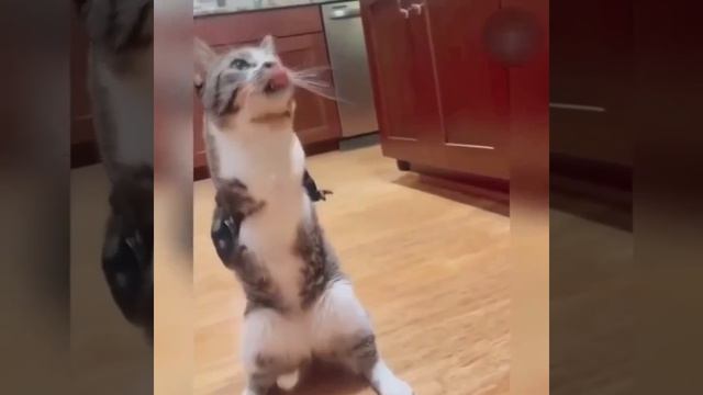 Видео от Департамент Вирусного Контента  ДВК