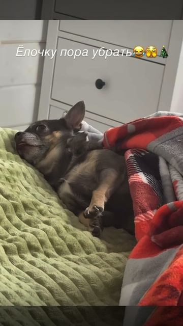 Моя сладкая булочка 