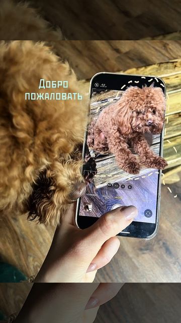 Copy_A58CA33D-4531-41FA-98A9-BB7653673D4C