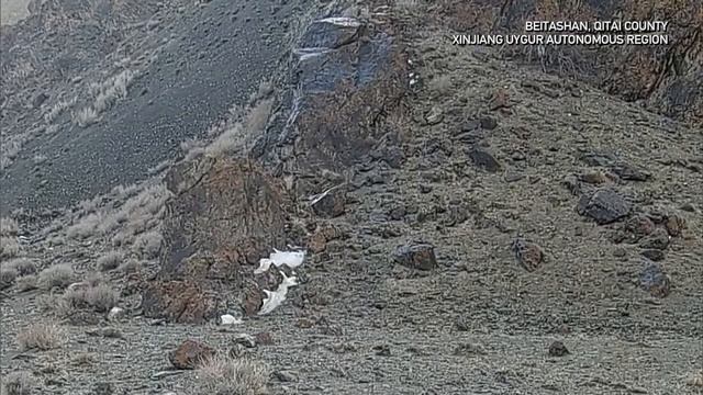 Семья снежных барсов в Синьцзяне