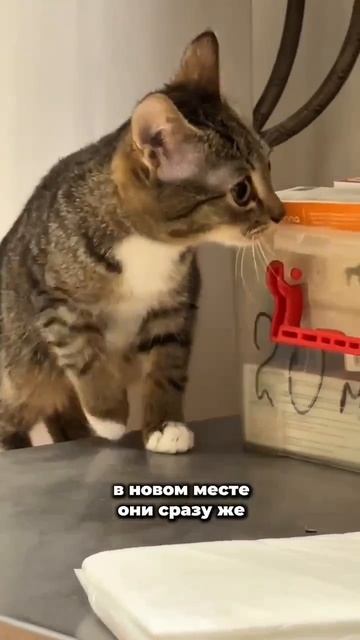 Осторожно уровень милоты зашкаливает!  Тейлор Текна Тори Теффи