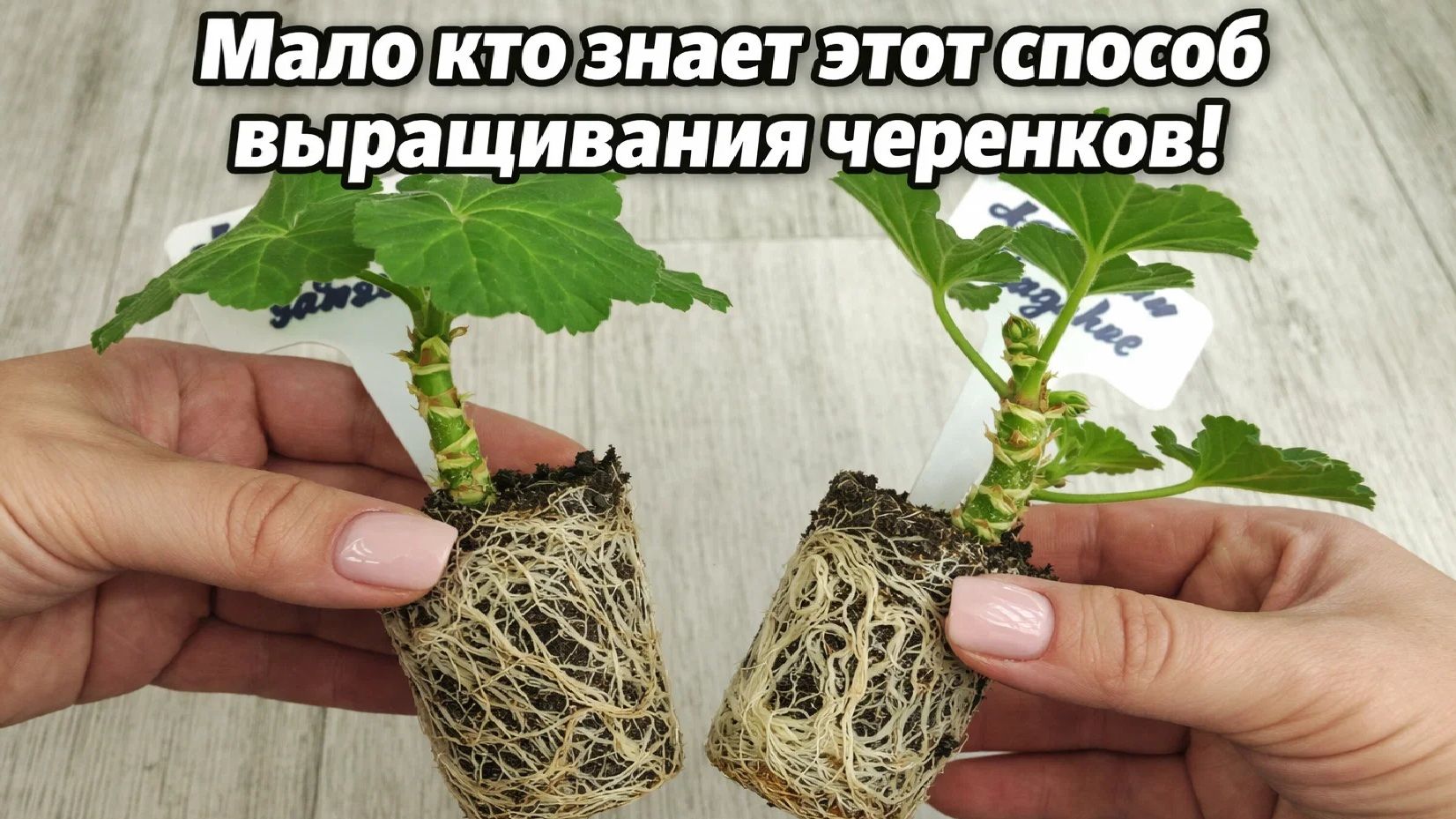 Сделай ТАК с ЧЕРЕНКАМИ ГЕРАНИ в АПРЕЛЕ чтобы все лето цвели как не в себя!