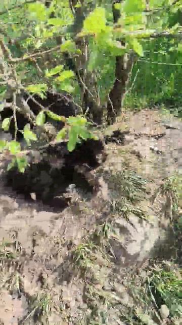 день 1 покормил собак