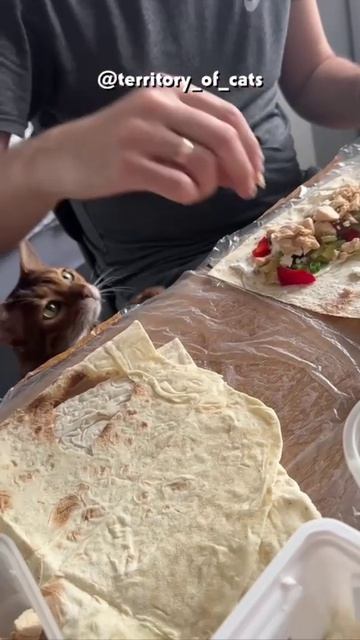 Я не попрошайка просто курочку мне дай-ка! Cats кошки Cat смешныекошки забавныекошки