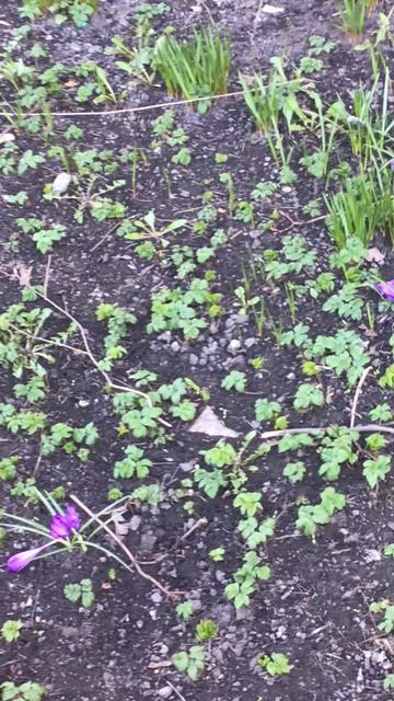 Санкт-Петербург. Проспект Энгелса. 17.04.2026. Цветы у дома. Эпизод 15