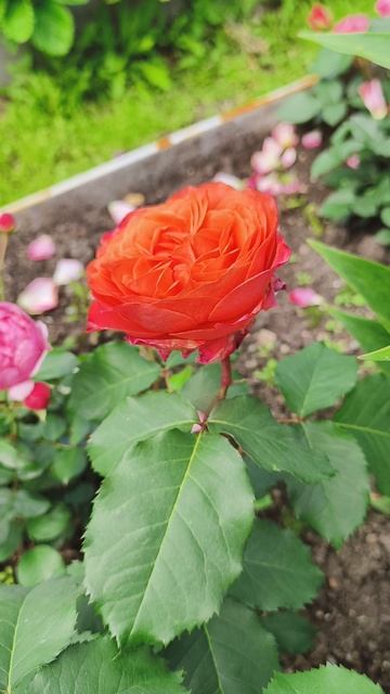 Роза Эмильен Гийо.Огонёк в саду!