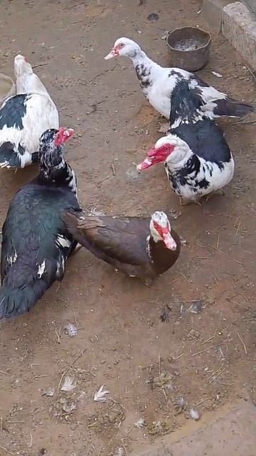 Увлекательные приключения у бабушки с дедушкой  Продолжение следует..