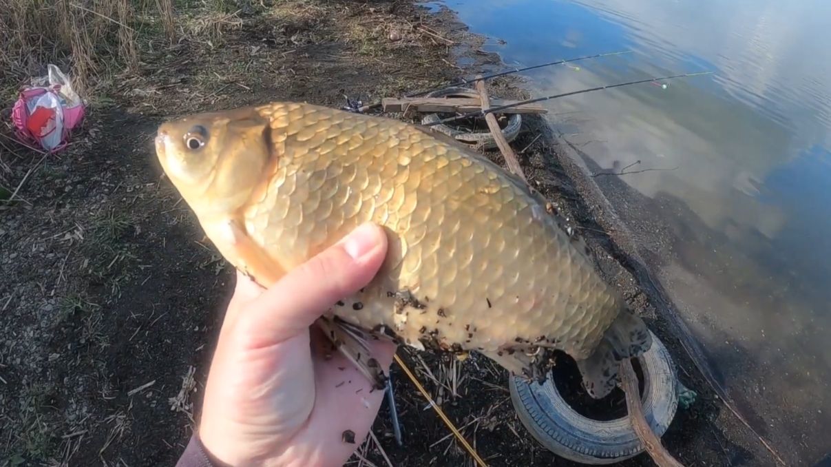 КАРАСИ КАБАНЫ ПРОСНУЛИСЬ В АПРЕЛЕ! ЛОВЛЯ КРУПНОГО КАРАСЯ НА ДОНКИ. ЛУЧШАЯ ПРИКОРМКА НА КАРАСЯ ВЕСНОЙ