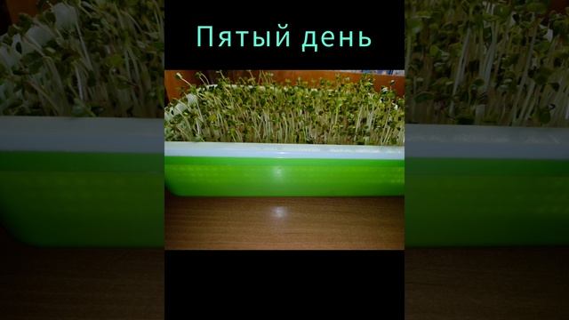 Пошагово: микрозелень редиса за неделю