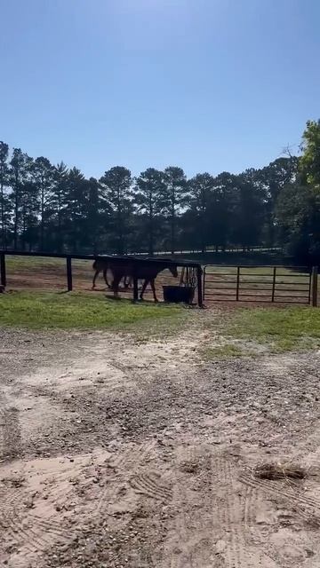 Should I Ride A Horse By Carter Kench Shorts