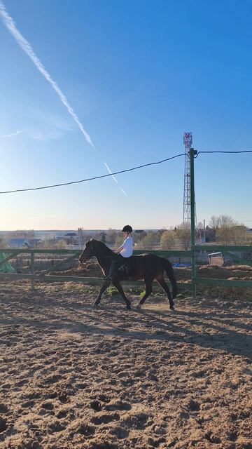 София и Аквилон рысь без седла на плацу весенним ясным солнечным днем.