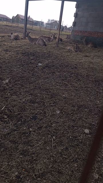 ОЛЕНИ И ЕГО ДЕТИ