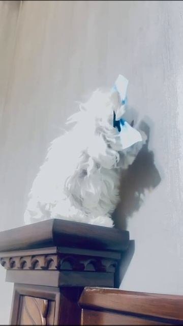 Мальтийская болонка щенок