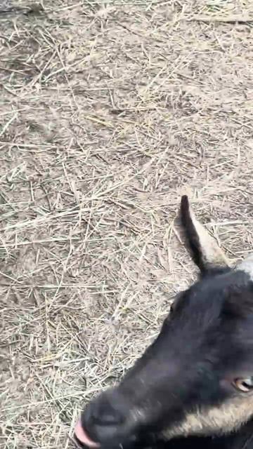 Кормлю козлят и дико боюсь   