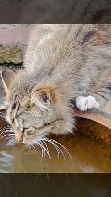 ДИКИЕ КОШКИ