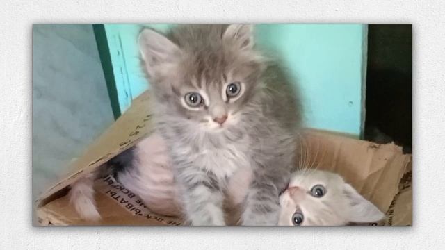 Весёлые котята