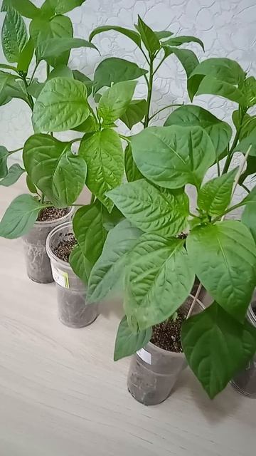 Почему у перцев опадают семядольные листочки: есть 5 причин