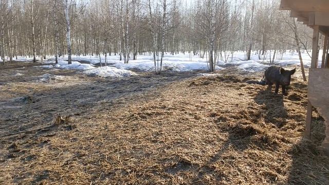 Охота на Кабана