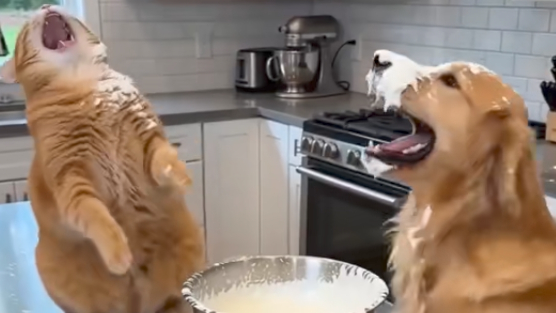 БОЛЬШАЯ ПОДБОРКА НЕЙРОСЕТЬ ВИДЕО. ЧАСТЬ 7.