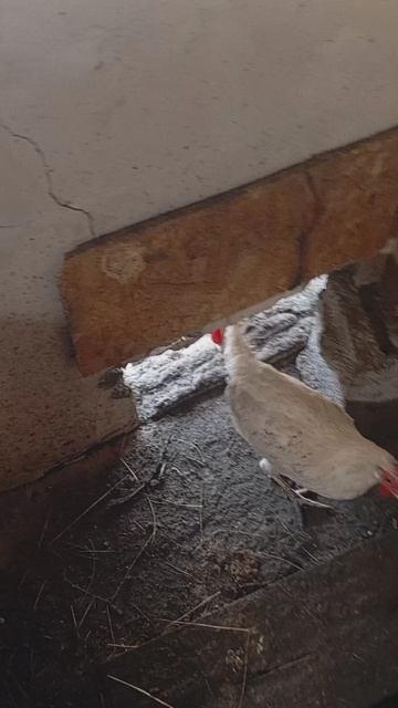 высиживаем яйца