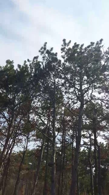 Ветрено в лесу