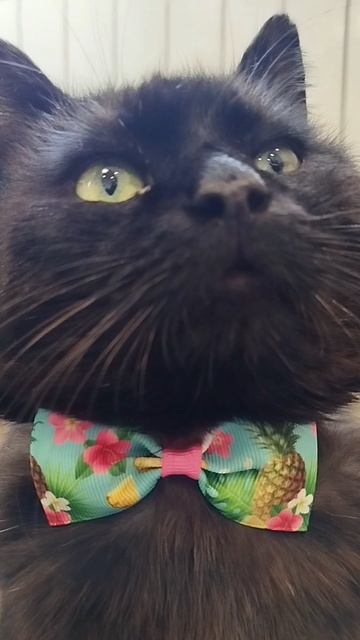 #село #кот #черныш #животные #голос #мысли #мысливслух #cat