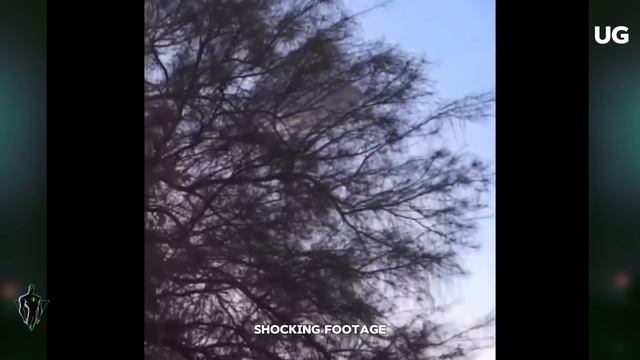 нло в калифорнии летающие тарелки