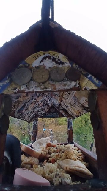 1000003785.mp4Кормушка.18.04.2026г.