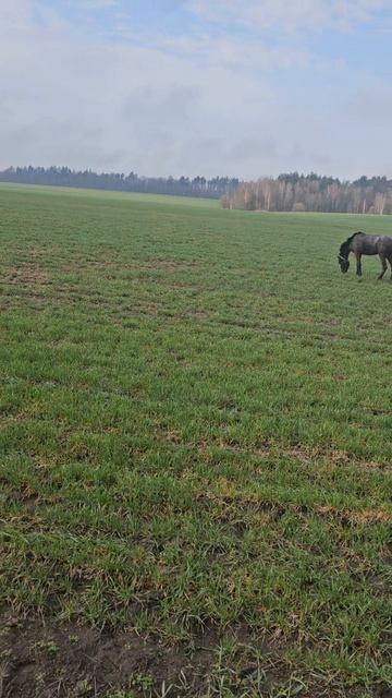 Выгнали казаки в поле лошадей
