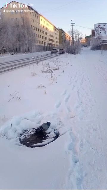 12870.mp4  Елена Дружиненко Воркута