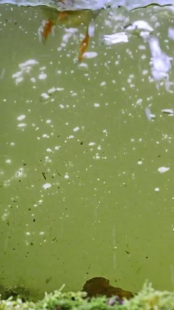 РЫБНЫЙ ФИЛИН-НОЧНАЯ ПТИЦА.