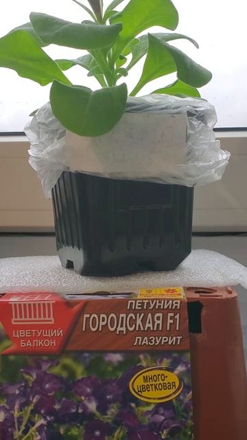 18.04.26г. Петуния Лазурит - первый цветок