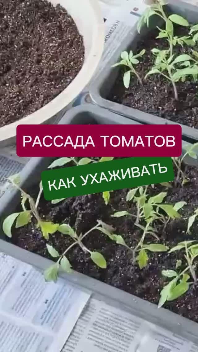 Рассада томатов: как ухаживать