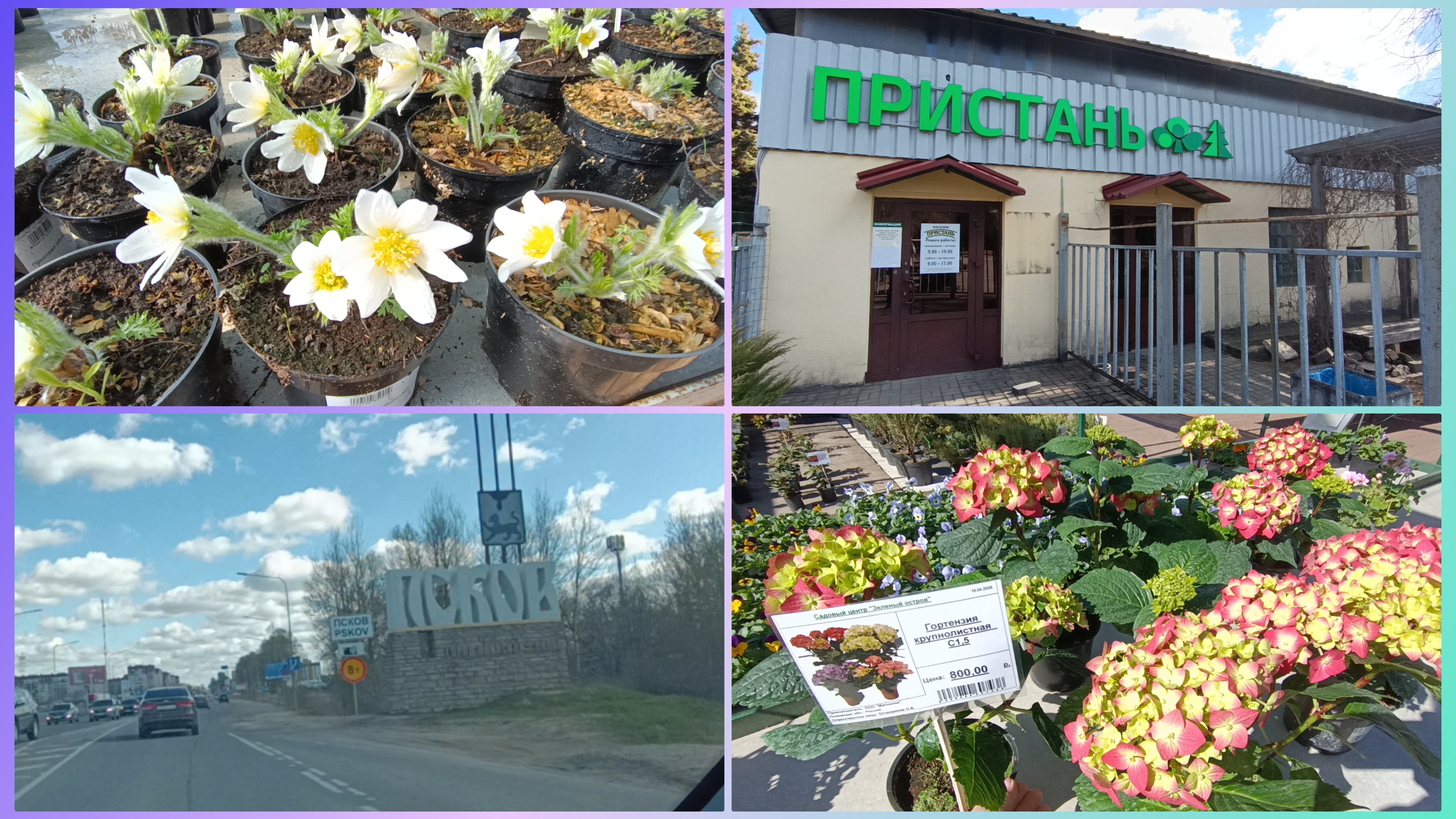 Питомник.Выбираем растения.Сорта огурцов на 2026