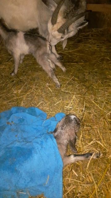 Доброе утро у нас пополнение Маня родила. сельскаяжизнь моибудни козы